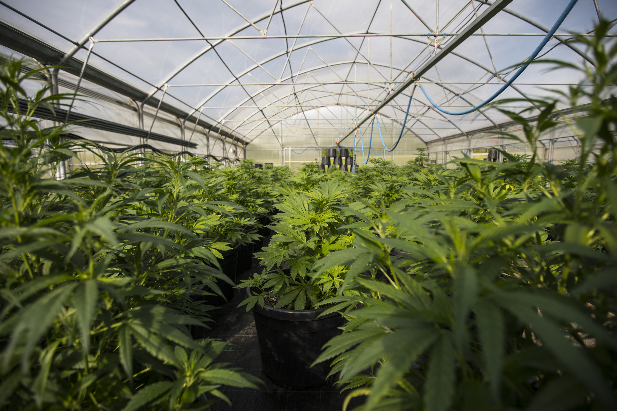 Cannabis greenhouse