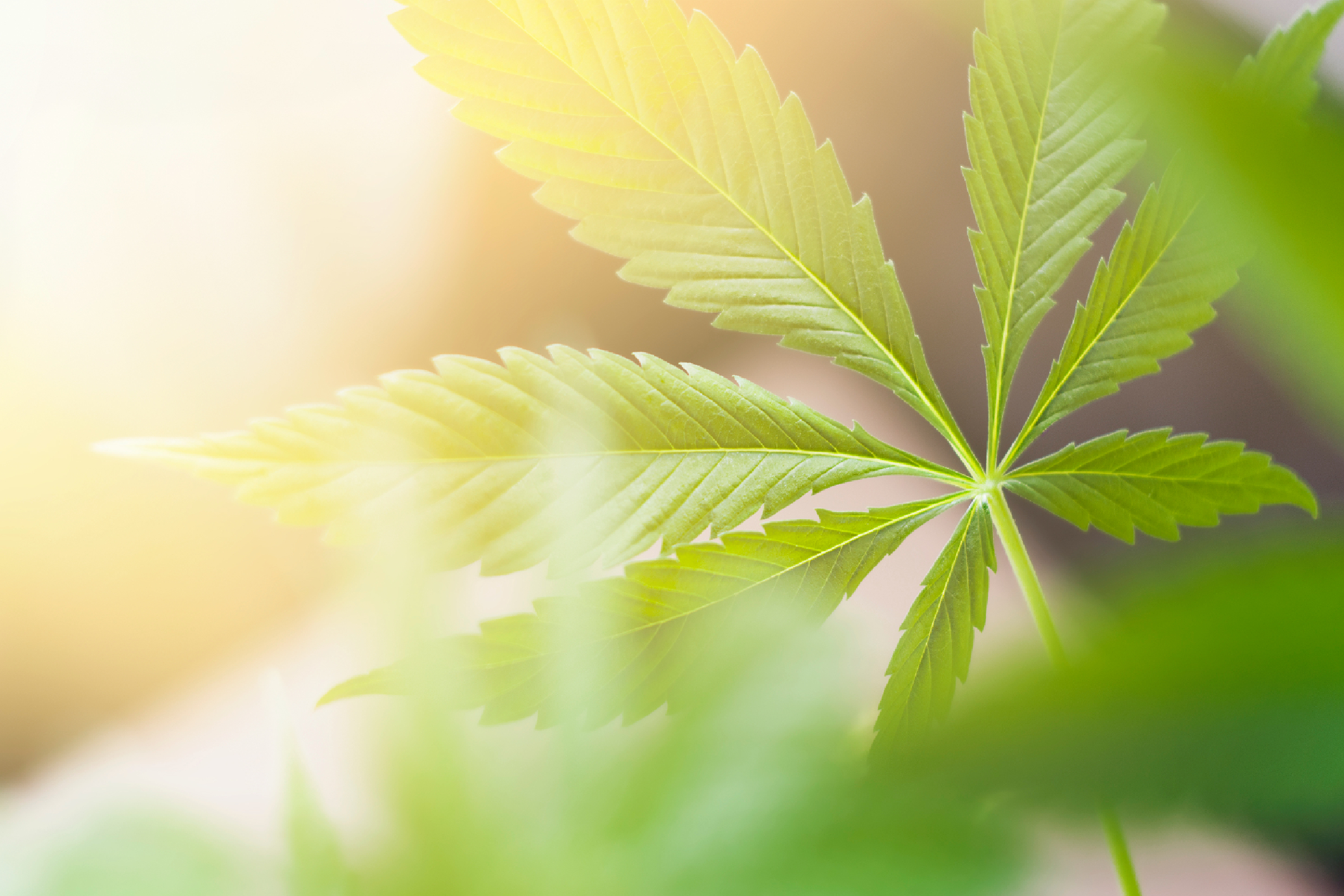 Marijuana leaf 3