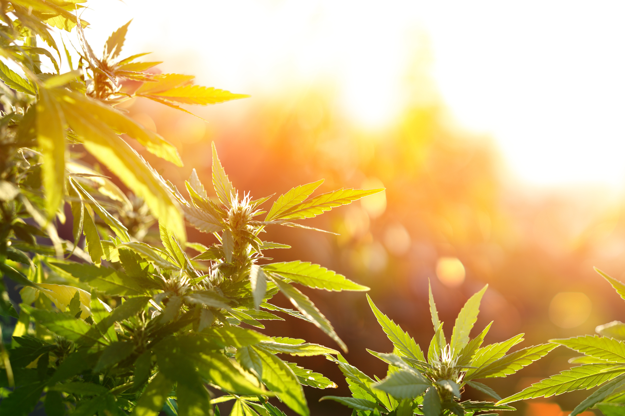 Cannabis Survey
