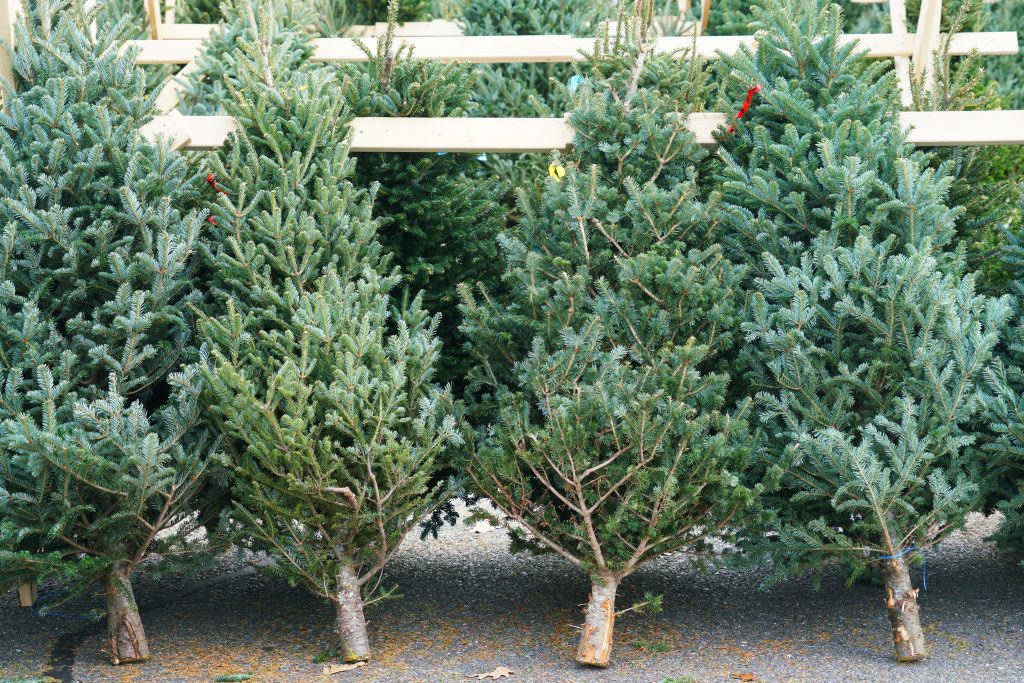 Christmas Trees for Sand Dunes in New Jersey scaled